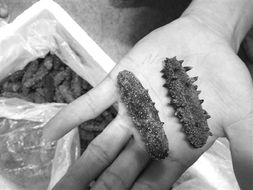 海參被曝?fù)教窃鲋?，三招識別干參優(yōu)劣