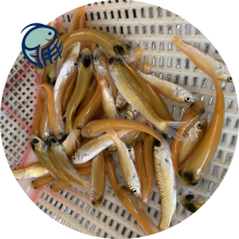 水產(chǎn)品草魚(yú)苗批發(fā)市場(chǎng)探秘 玉溪鯇魚(yú)與金絲草魚(yú)苗的農(nóng)副產(chǎn)品銷售新趨勢(shì)