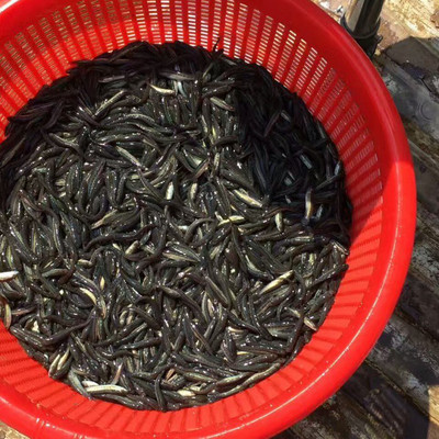 新余烏鱧魚(yú)苗優(yōu)選——明輝水產(chǎn)專業(yè)批發(fā)指南