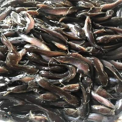 粵宏水產(chǎn) 專業(yè)批發(fā)優(yōu)質(zhì)埃及塘鲺魚(yú)苗，信譽(yù)為本，服務(wù)全國(guó)