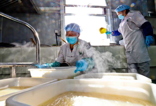 甘肅張掖 粉皮面筋走俏市場(chǎng)，農(nóng)副產(chǎn)品銷售新引擎