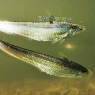 長(zhǎng)江刀魚(yú)批發(fā)首選，劉興水產(chǎn)專注高品質(zhì)農(nóng)副產(chǎn)品供應(yīng)