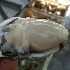 郵樂網海鮮水產全品類采購指南 報價、圖片與農副產品一站式購齊